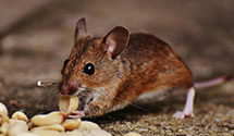 24 Hour & Emergency Exterminators in Cave Springs, AR